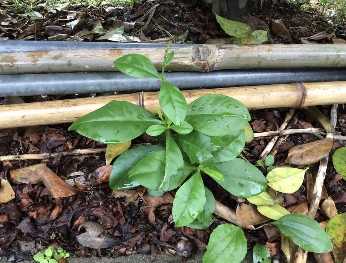 挖出一棵150年以上的老山参,挖出最大的野山参