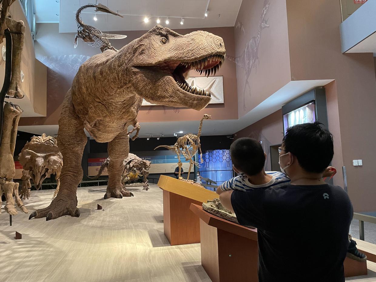 上海自然博物馆参观攻略,上海值得看的自然博物馆