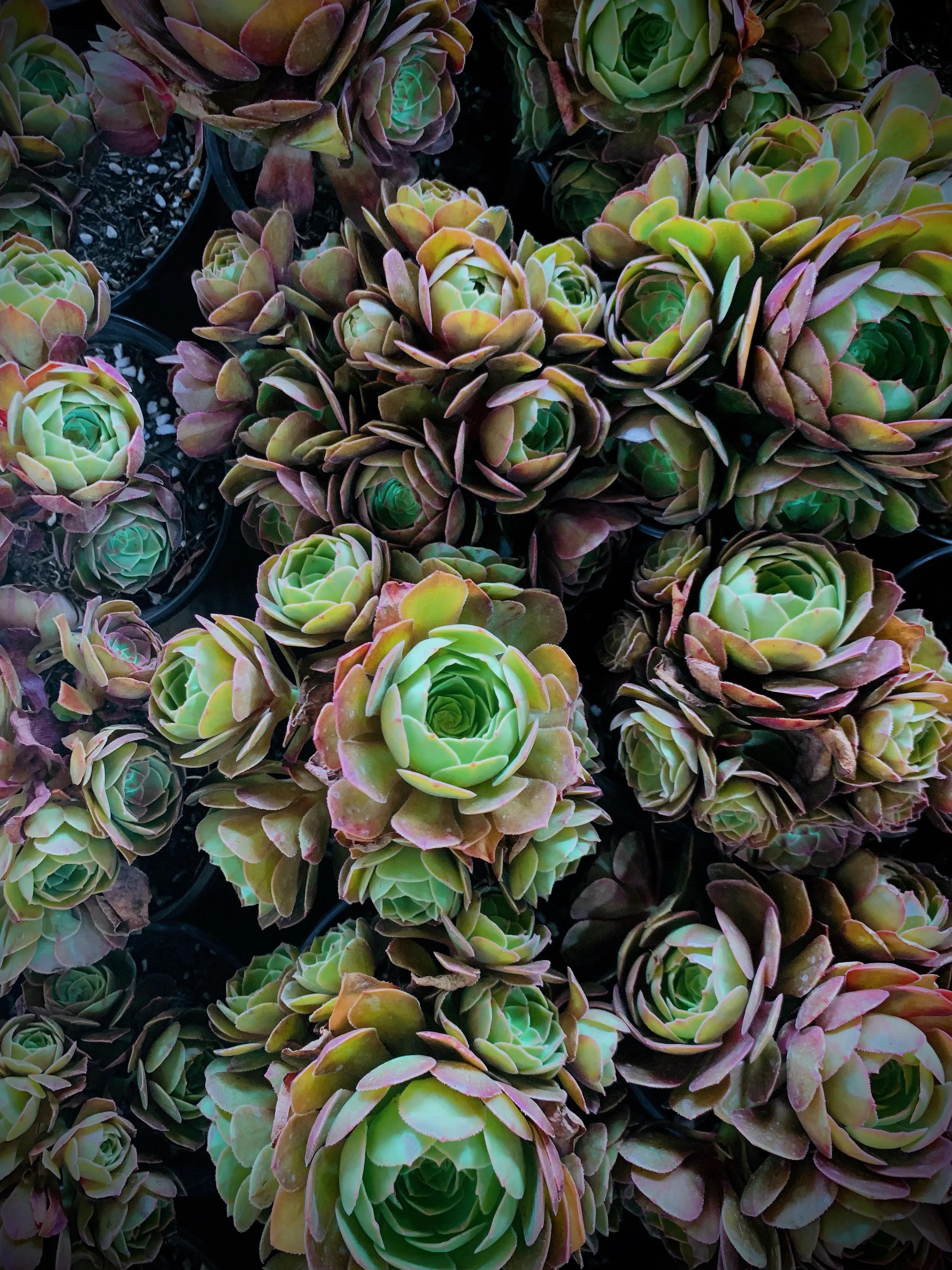 广州芳村岭南花卉市场国庆,广州岭南花卉市场有什么好玩的