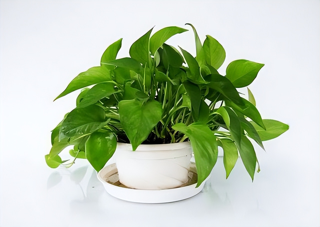 养花达人必备的44个养花绝技,8个实用的养花小技巧