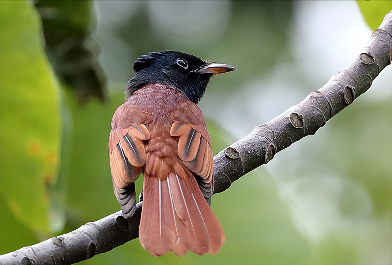 50张最佳鸟类摄影作品,鸟儿大全大图