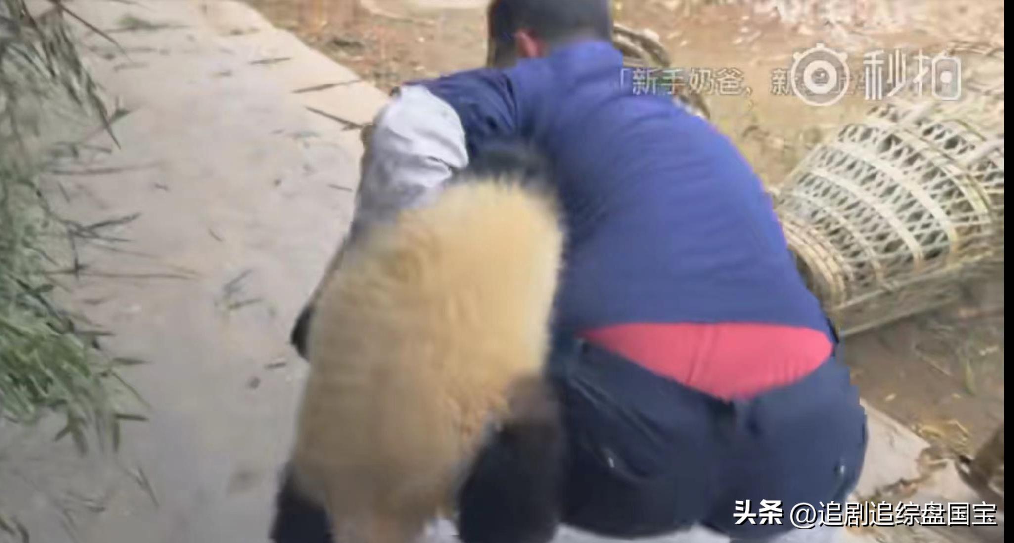 盘点2023年回归的大熊猫,国宝大熊猫资料整理全部