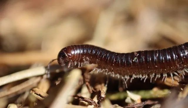 最新致富养殖小项目视频,100种养殖致富项目