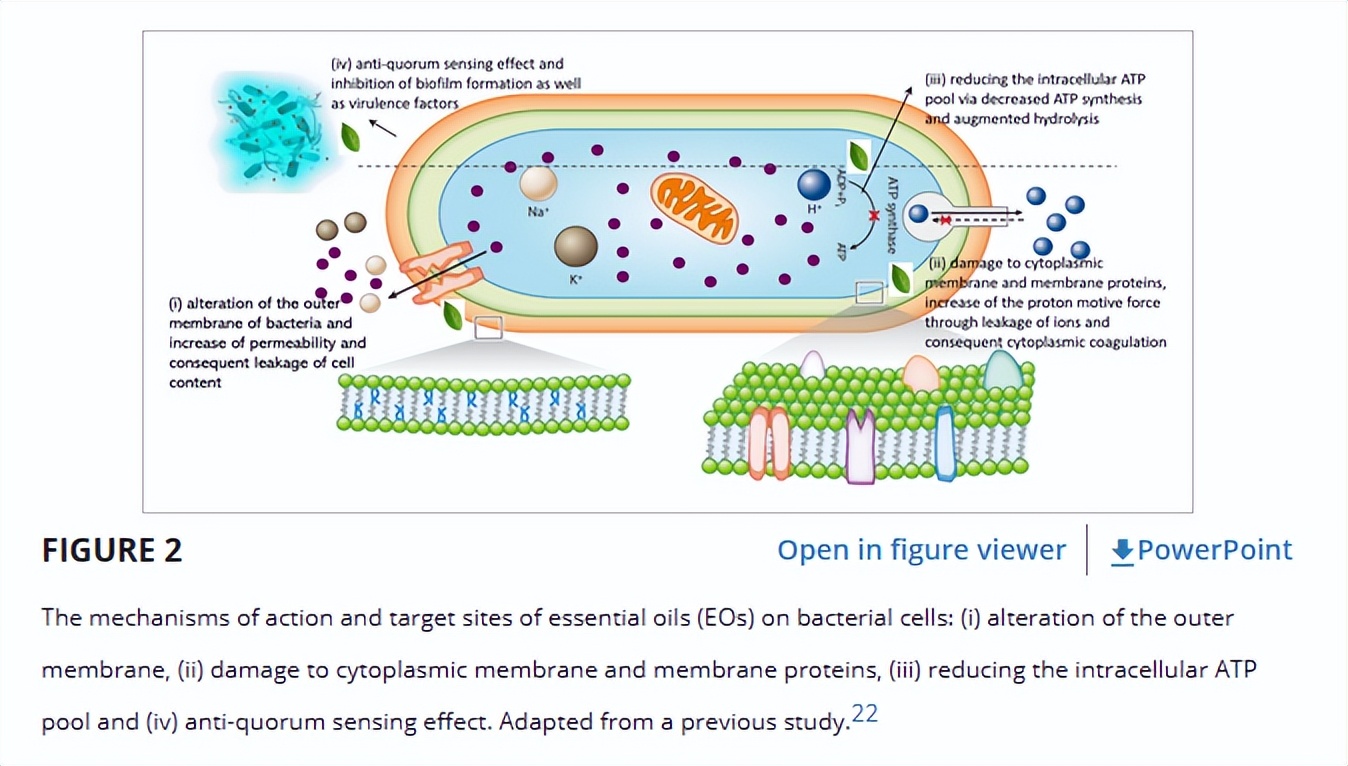 精油的毒性,微生物制剂在对虾应用