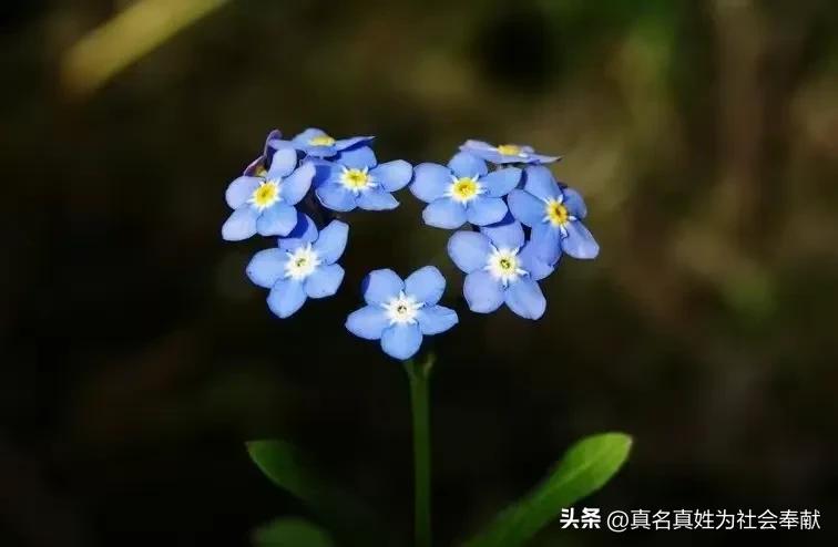 在网上买了几盆花,在网上买了一桶花