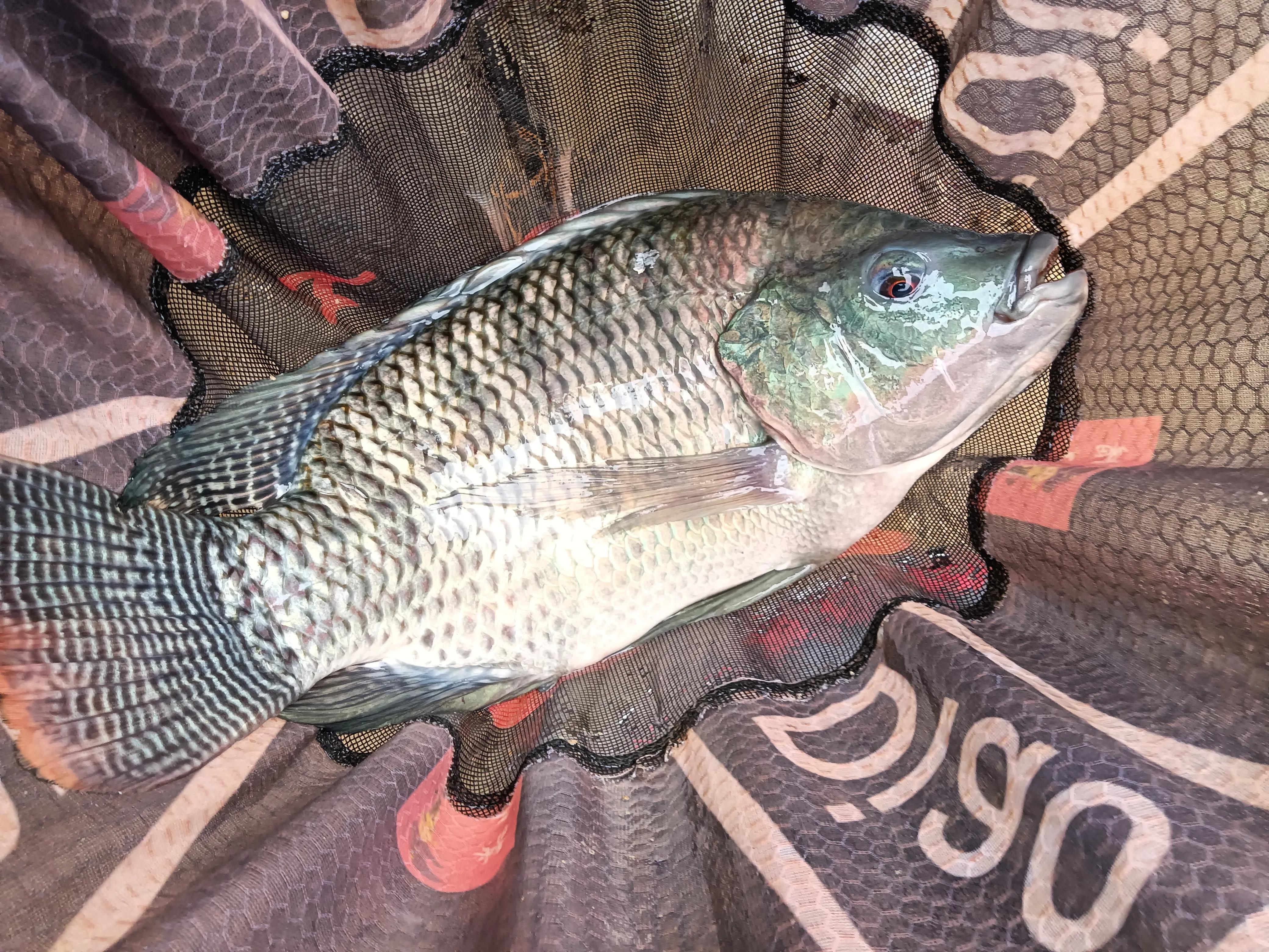 百排水库钓场,百排黑坑钓场