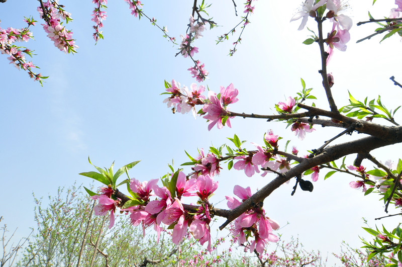杏花桃花梨花荷花的诗有哪些,关于描写桃花杏花的唯美诗句