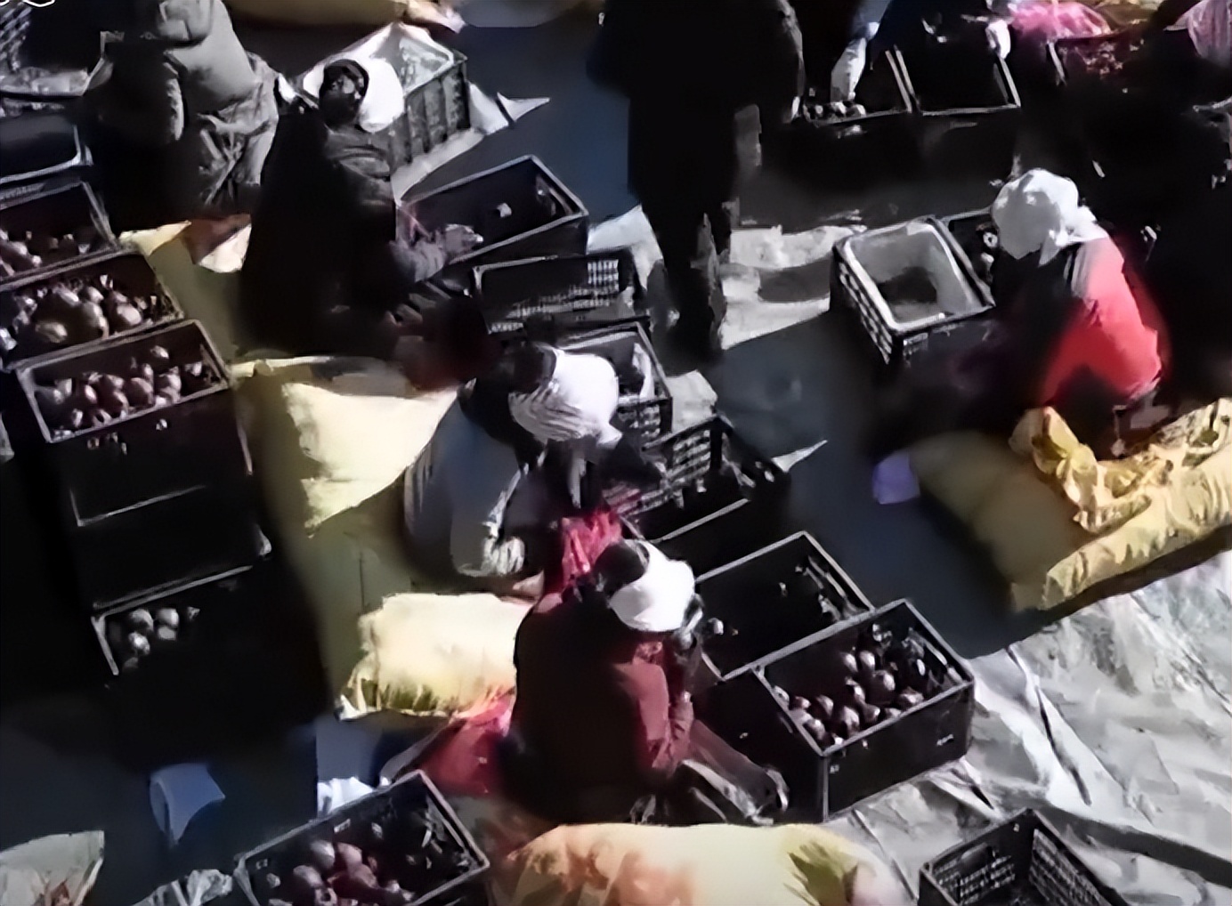 河南小伙种植黑色苹果,大叔在高原种苹果年入千万