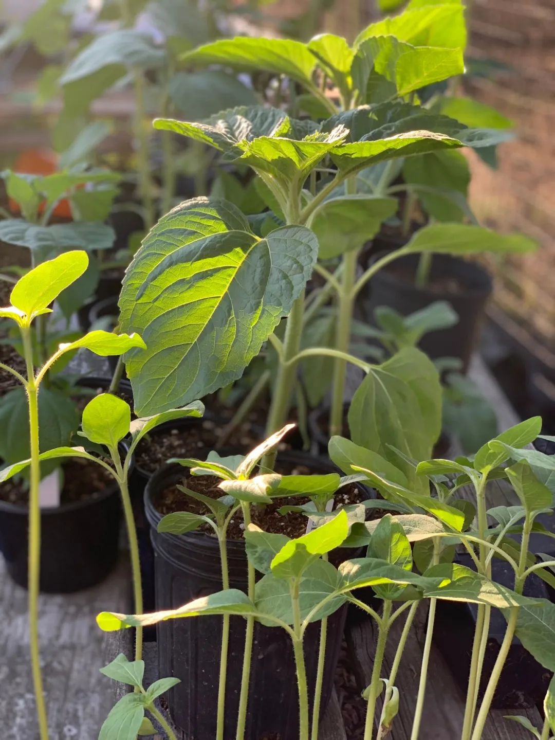 向日葵花是向着太阳开吗,为什么向日葵朝着太阳开花