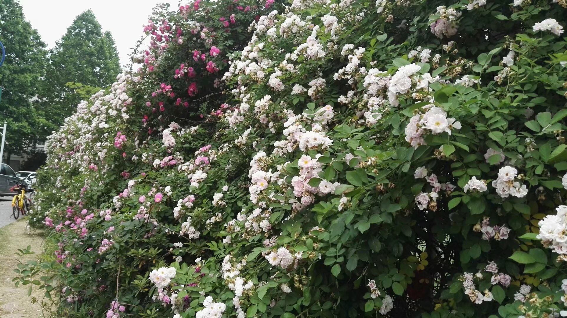 与南京林业大学为邻的日子，让我一天天爱上这所高校