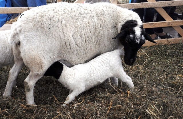 中国引进的国外猪,中国引进的是什么猪