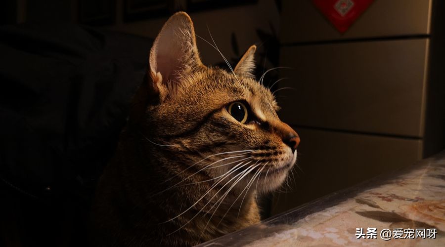 哪种猫咪又便宜又好看又方便养,什么猫咪又可爱又便宜又适合新手