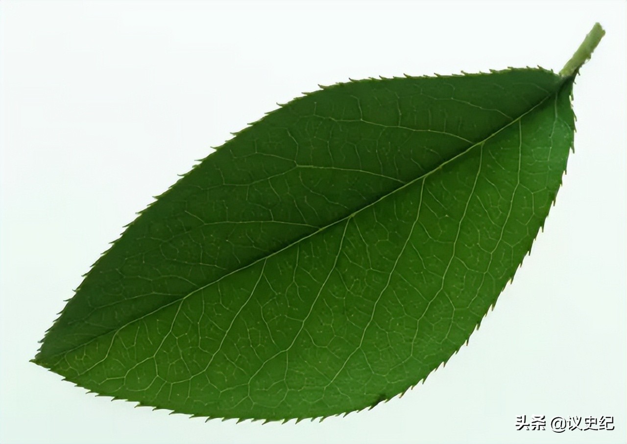 贵州女子一片叶子卖7000,贵州女子用树叶挣大钱