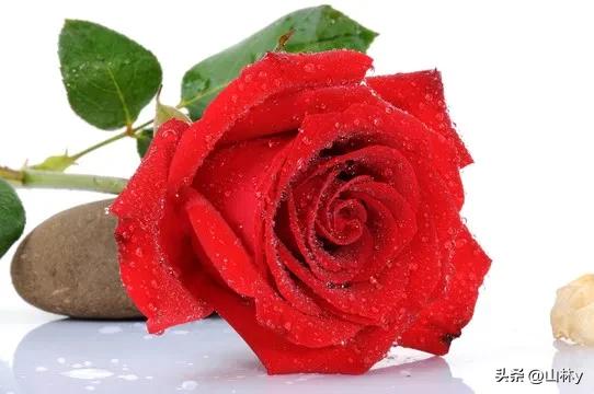 分享玫瑰花的图片,最美的玫瑰花送给最漂亮的你图片