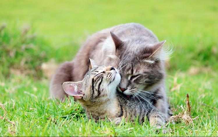 没养过猫的你知道猫咪的小秘密吗 (养猫人必须要知道的猫咪知识)