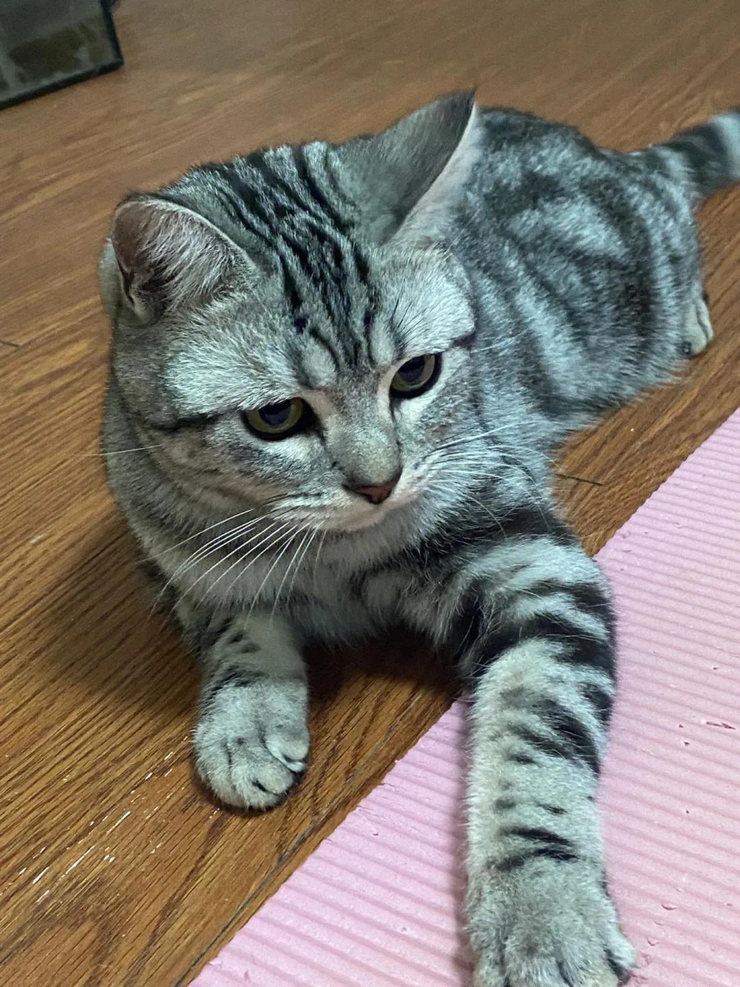 宠物猫排行榜前十名视频,中国十大宠物猫排行榜