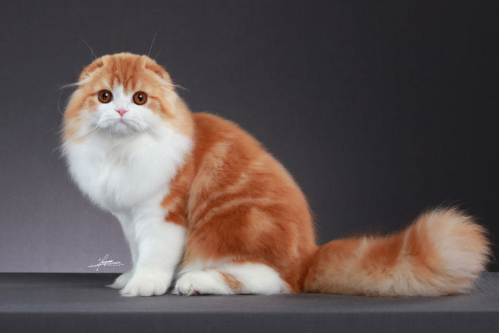 宠物健康小常识有哪些方面的,宠物保健与疾病防治