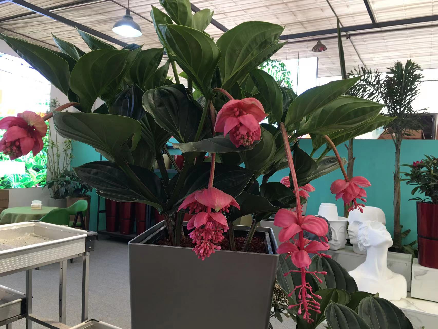 成都春天花卉市场哪里最便宜,成都温江区最便宜的花卉市场