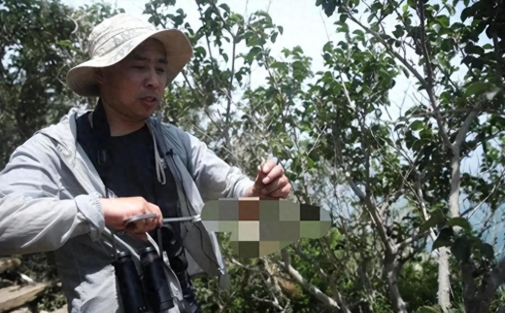 蛇岛生态链惊现老鼠吃蛇,2万条蛇成口粮引关注