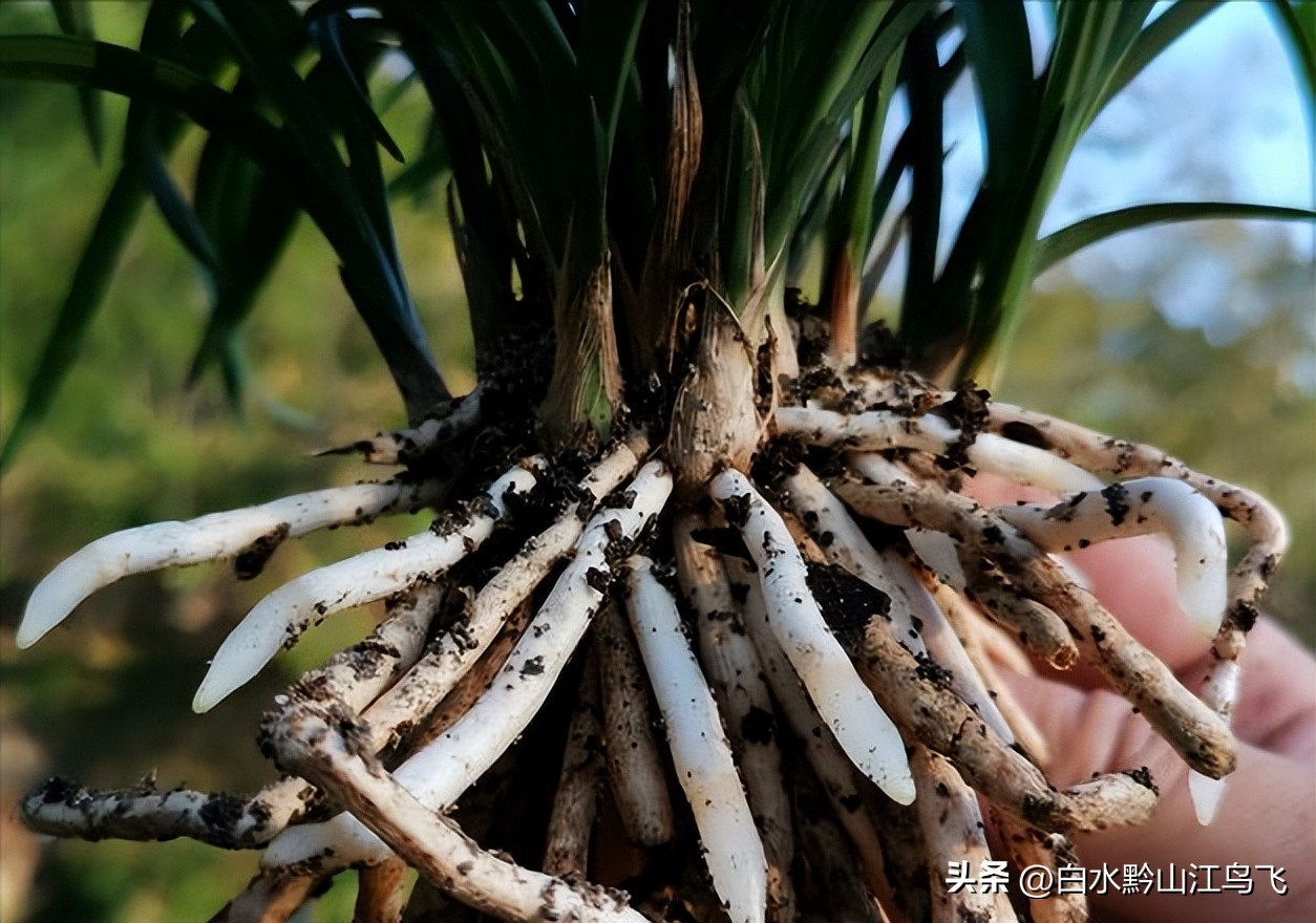 兰花盆白色,兰花盆有白色像霜的物质