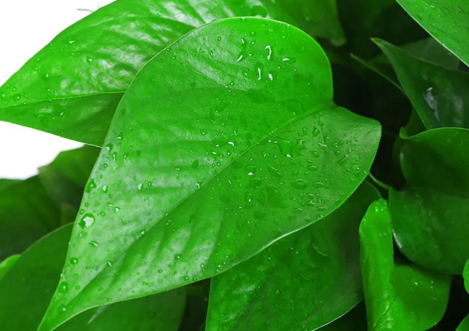 绿萝蔫了下垂怎么补救冬季,冬季室内绿萝叶子黄怎么回事