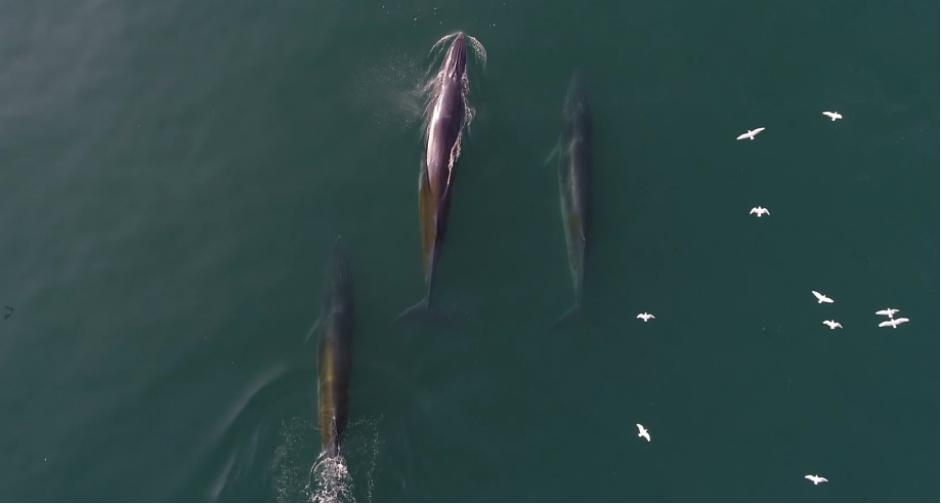 最强干饭人！鲸鱼张开嘴，鱼群就会往嘴里“钻”