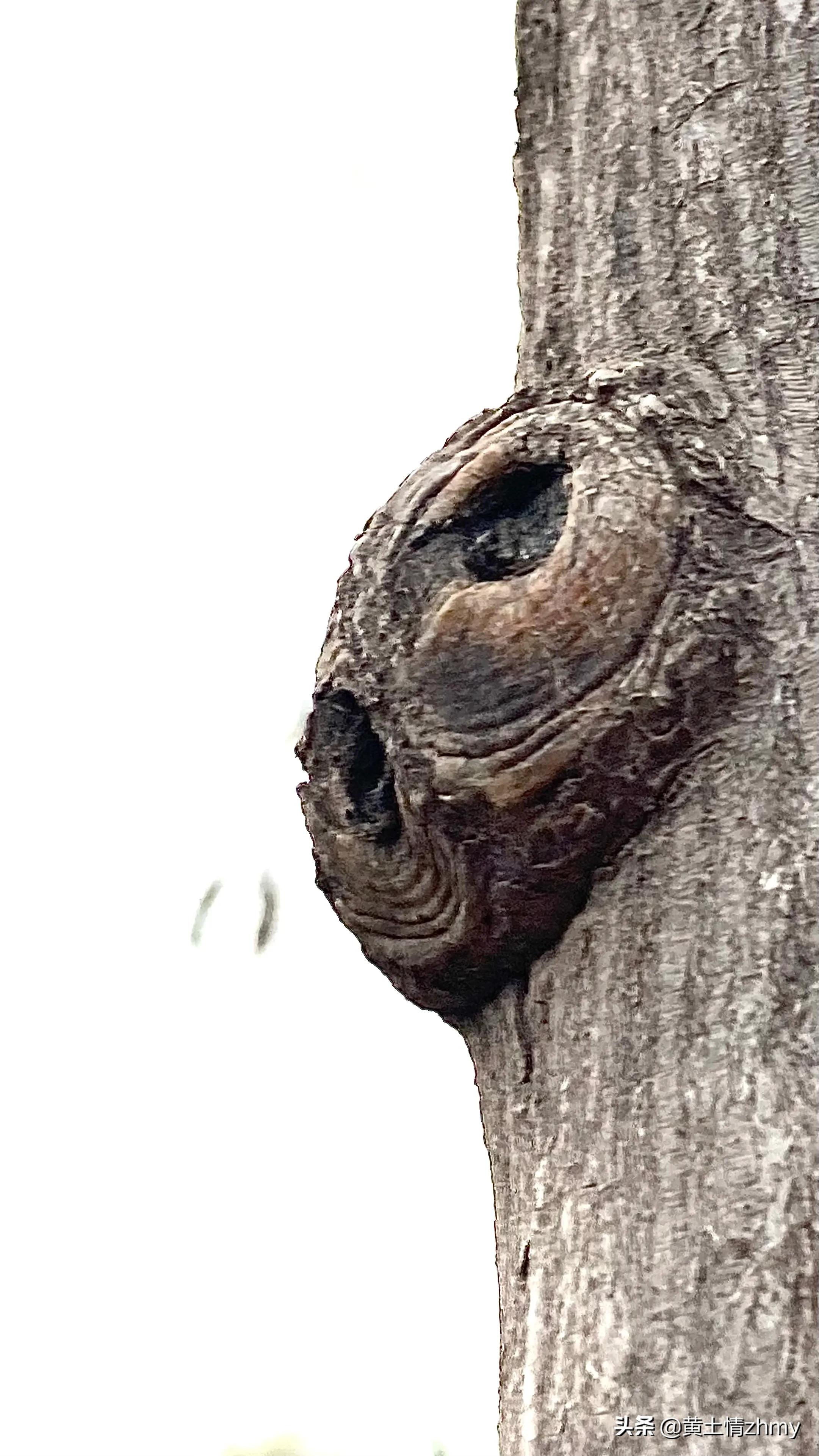 木头瘤疤,奇特的树干造型