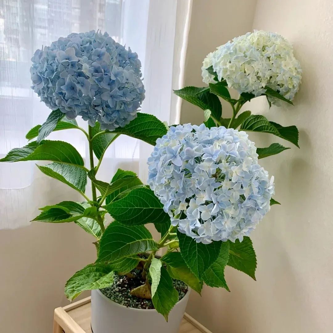 这5种花就喜欢水,5种花夏季缺水