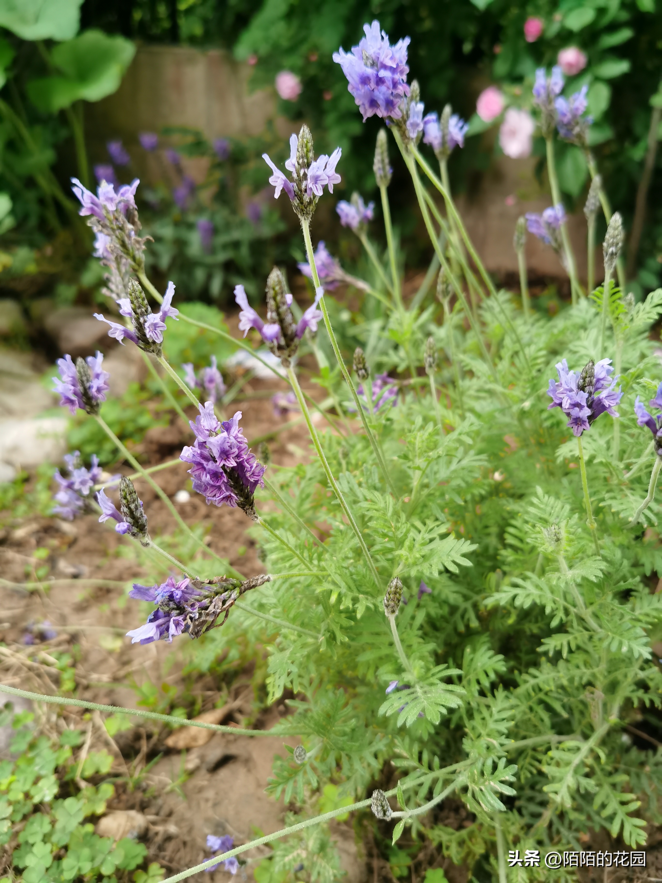 春节开花的庭院花卉,适合四季开花的庭院花卉