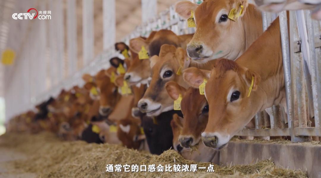 什么样的牛奶才好喝科普,鲜牛奶口感好关键靠什么