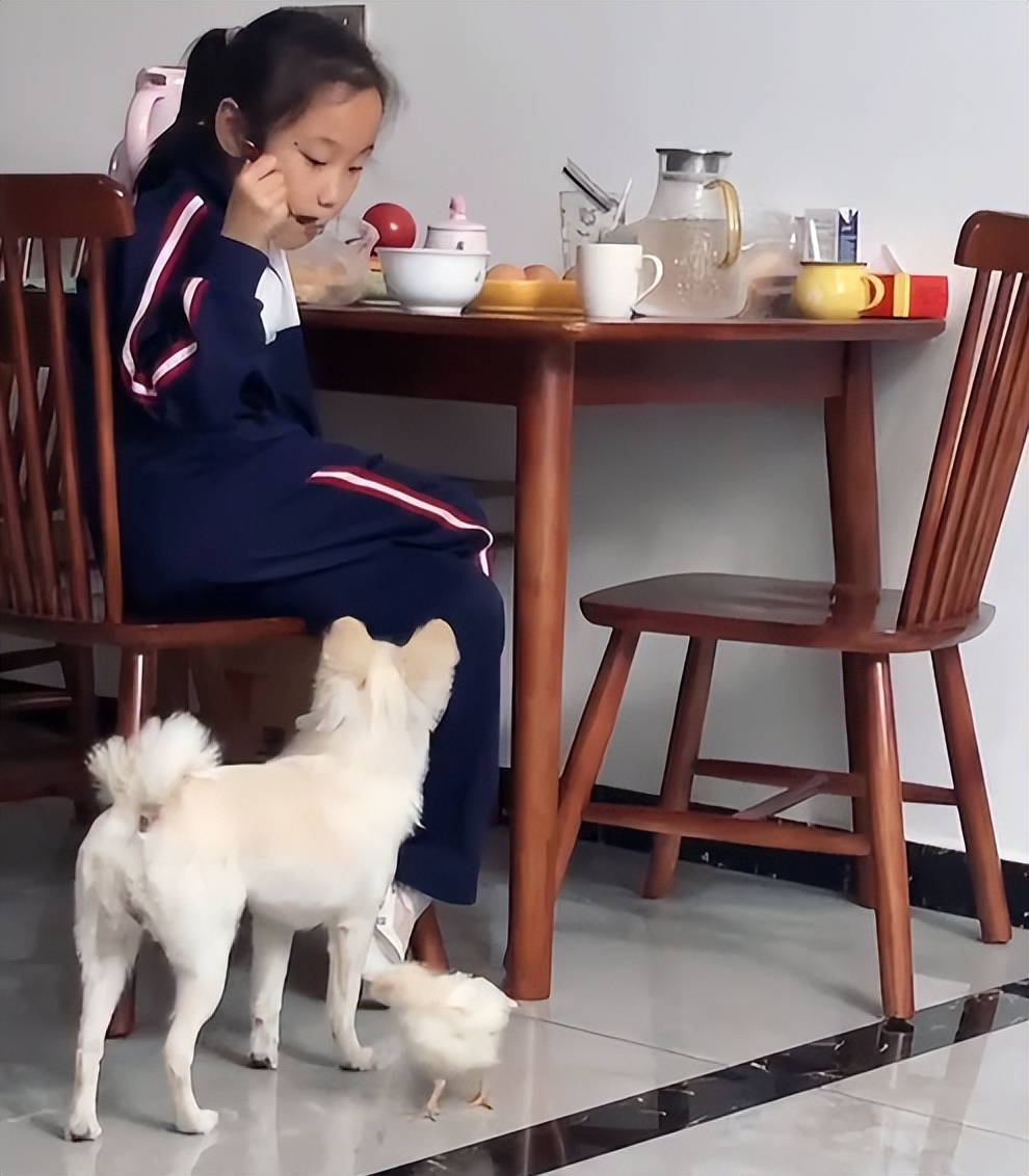 狗狗生吞小鸡挨胖揍，事后铲屎官翻看视频才发现竟是个误会！