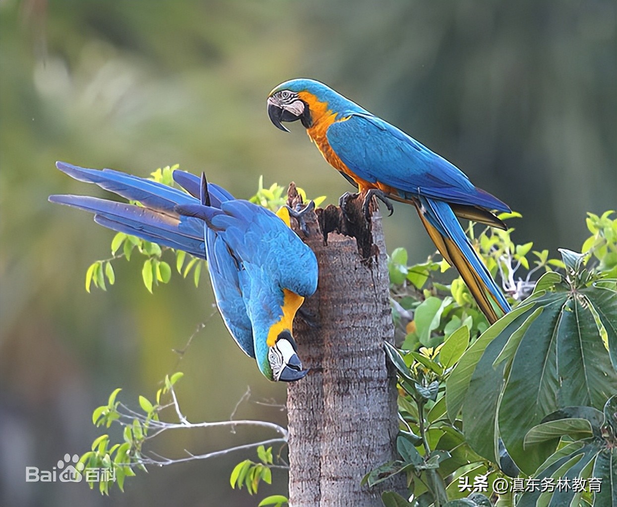 蓝黄金刚鹦鹉叫声,蓝黄金刚鹦鹉一般多少钱
