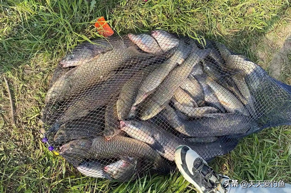 玉米怎么挂钩更容易中鱼,玉米饵鱼不吃钩怎么办