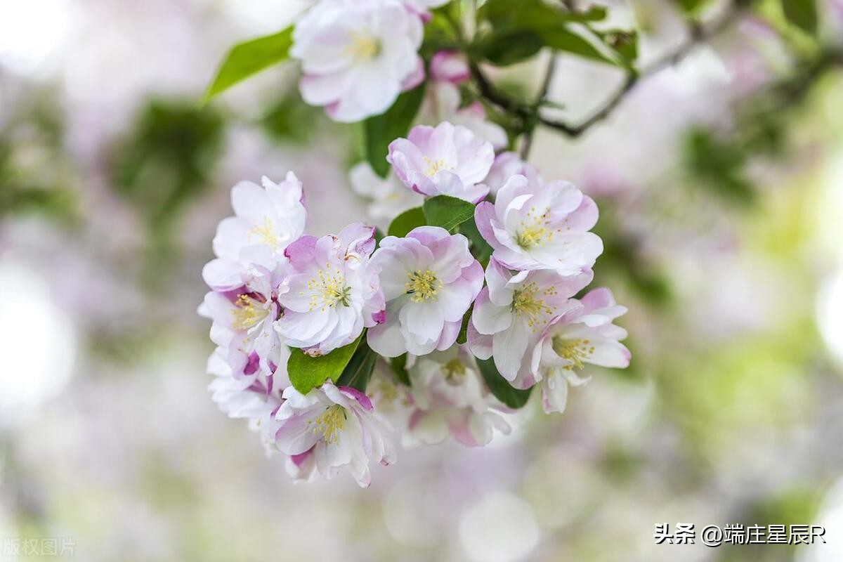 海棠花的特点与象征意义,海棠花的特点及象征意义是什么