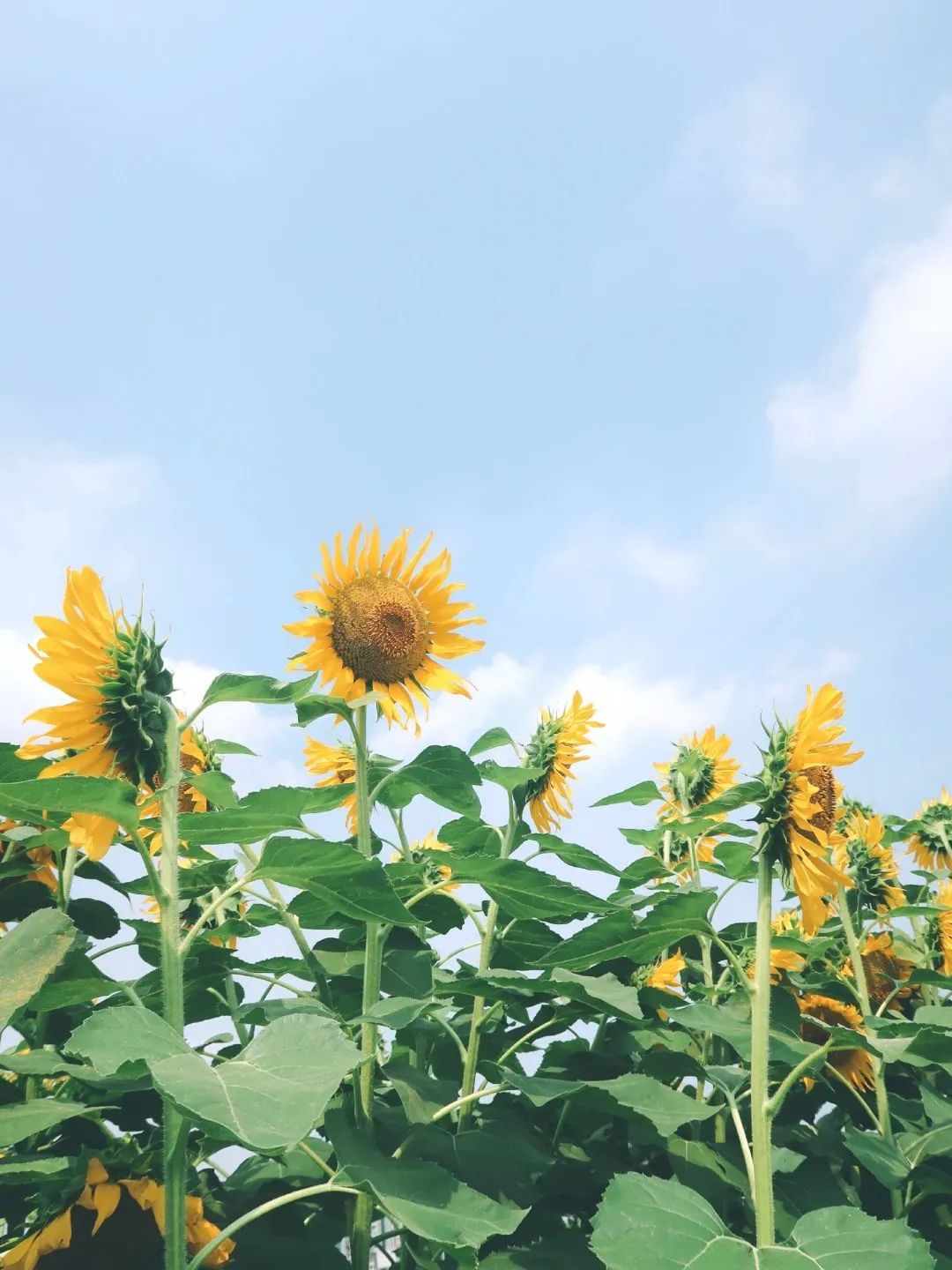 成都秋季拍照地,成都拍照打卡地推荐5月