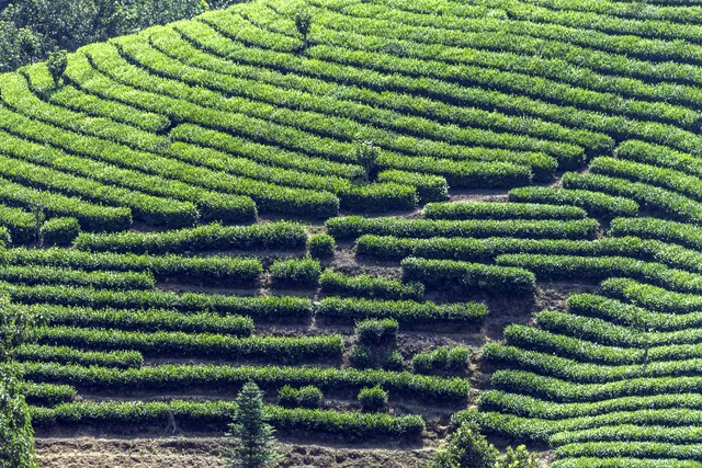 信阳毛尖茶和川茶,川茶和信阳毛尖的区别
