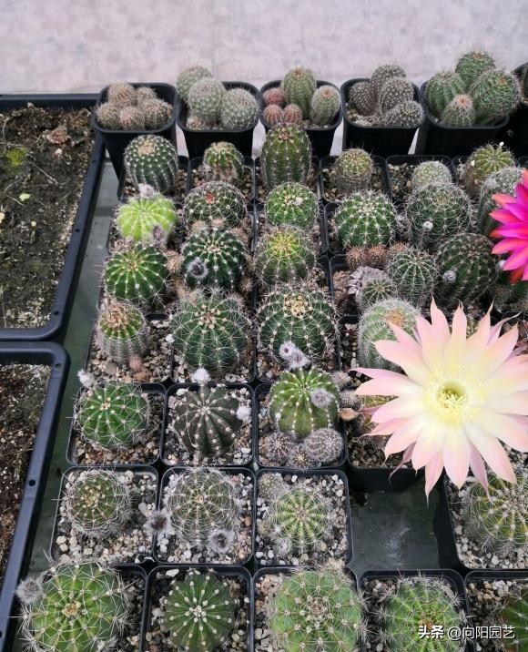 新手养什么仙人球,仙人球难养品种