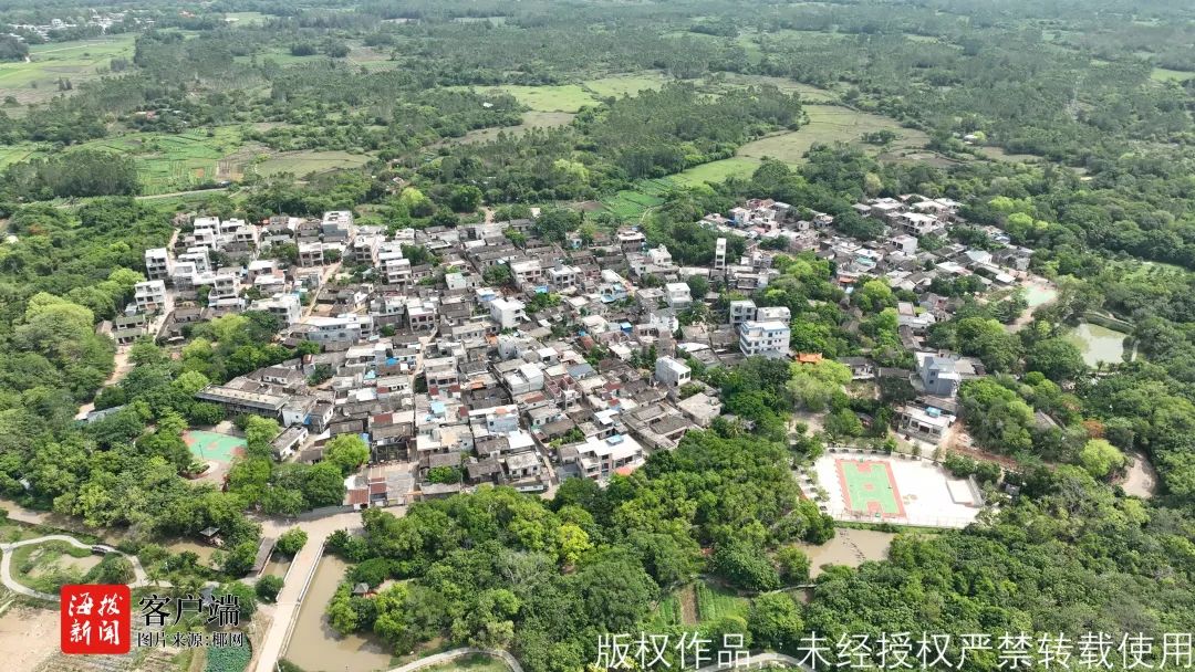 蹲点报道！玉蕊花开香七里，儋州千年古村成网红打卡地，村民吃上“旅游饭”