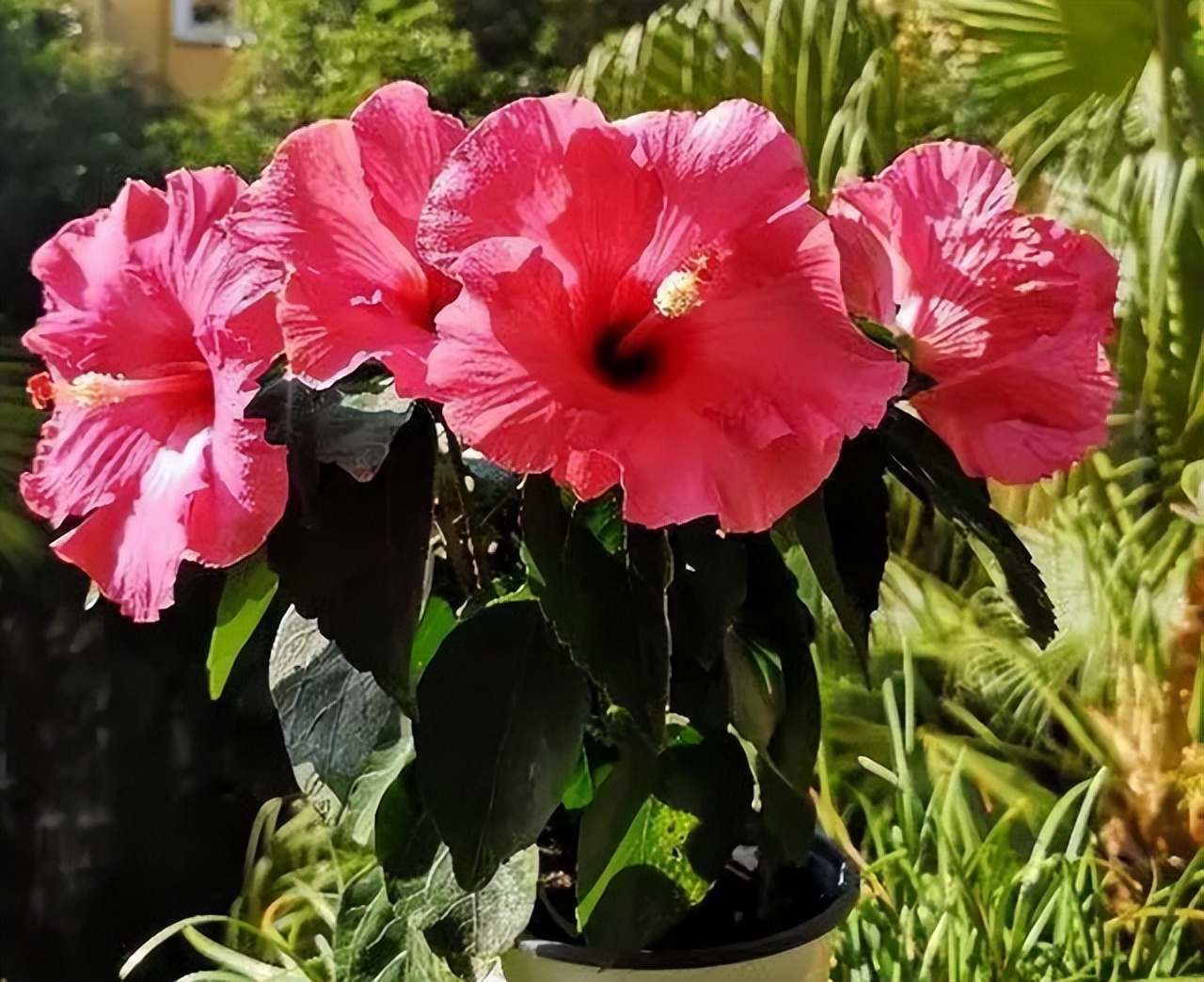 奶奶叮嘱，“花草有三不送，送了变仇人”，过来人的经验