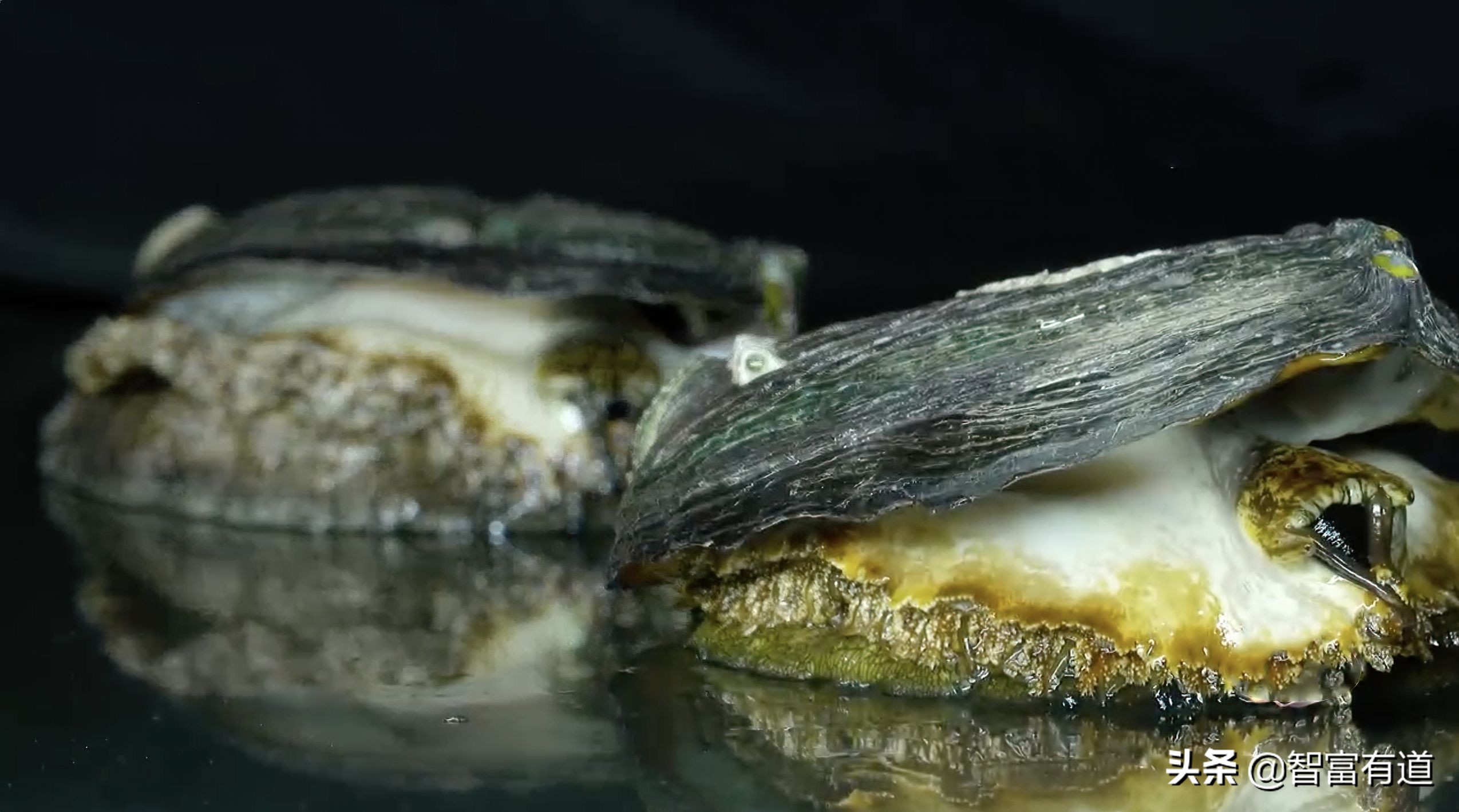 7.8个头的鲍鱼,比头还大的大连鲍鱼