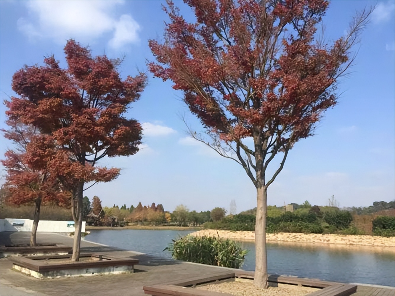 榉树价格下降,榉树价格涨了还是跌了