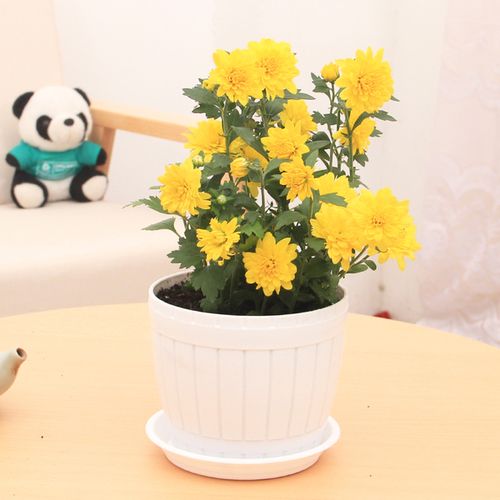 好养的可以泡茶的花,有哪些花可以作盆景