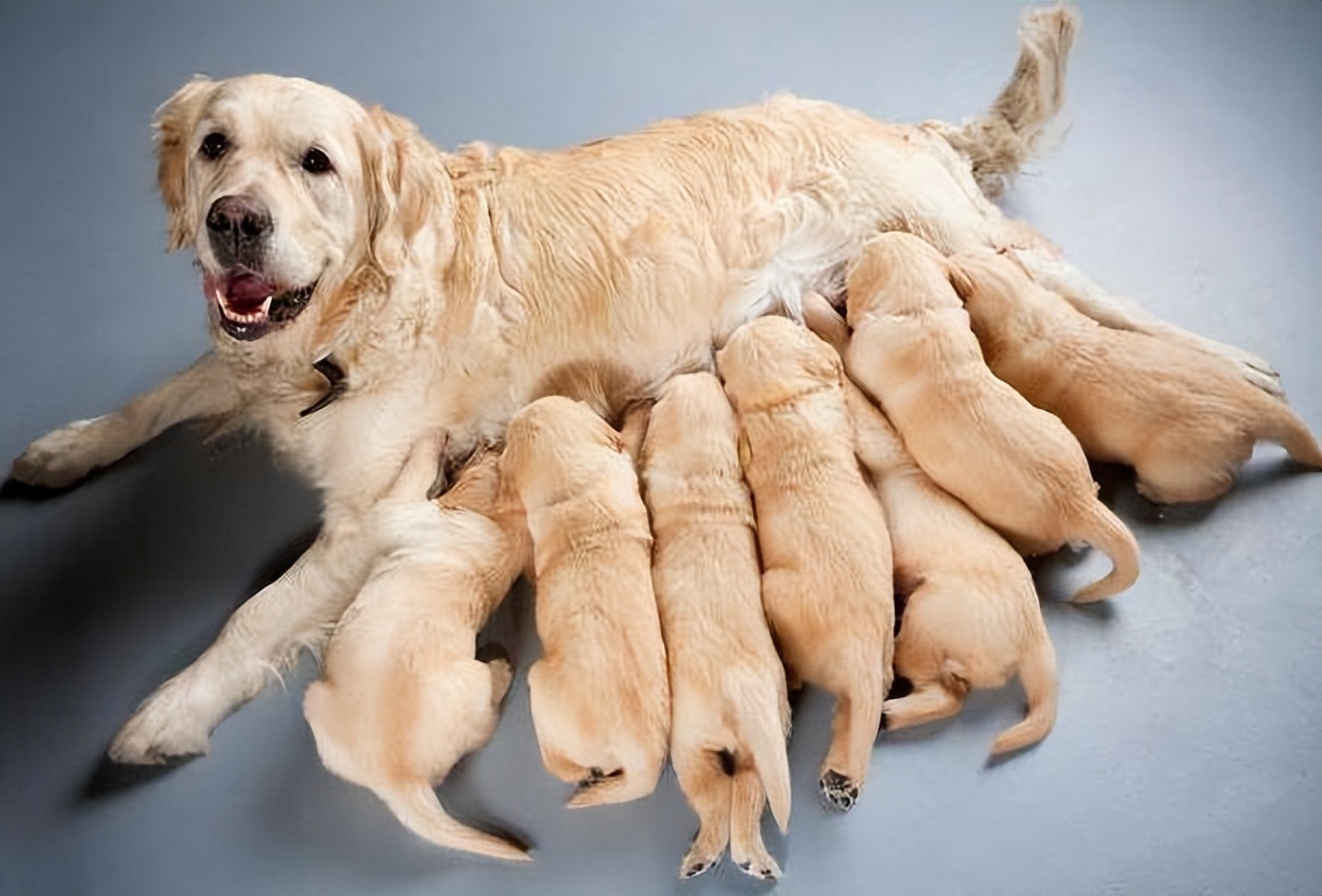 狗狗洗澡注意事项和禁忌,养狗讲究多8大禁忌绝不能犯