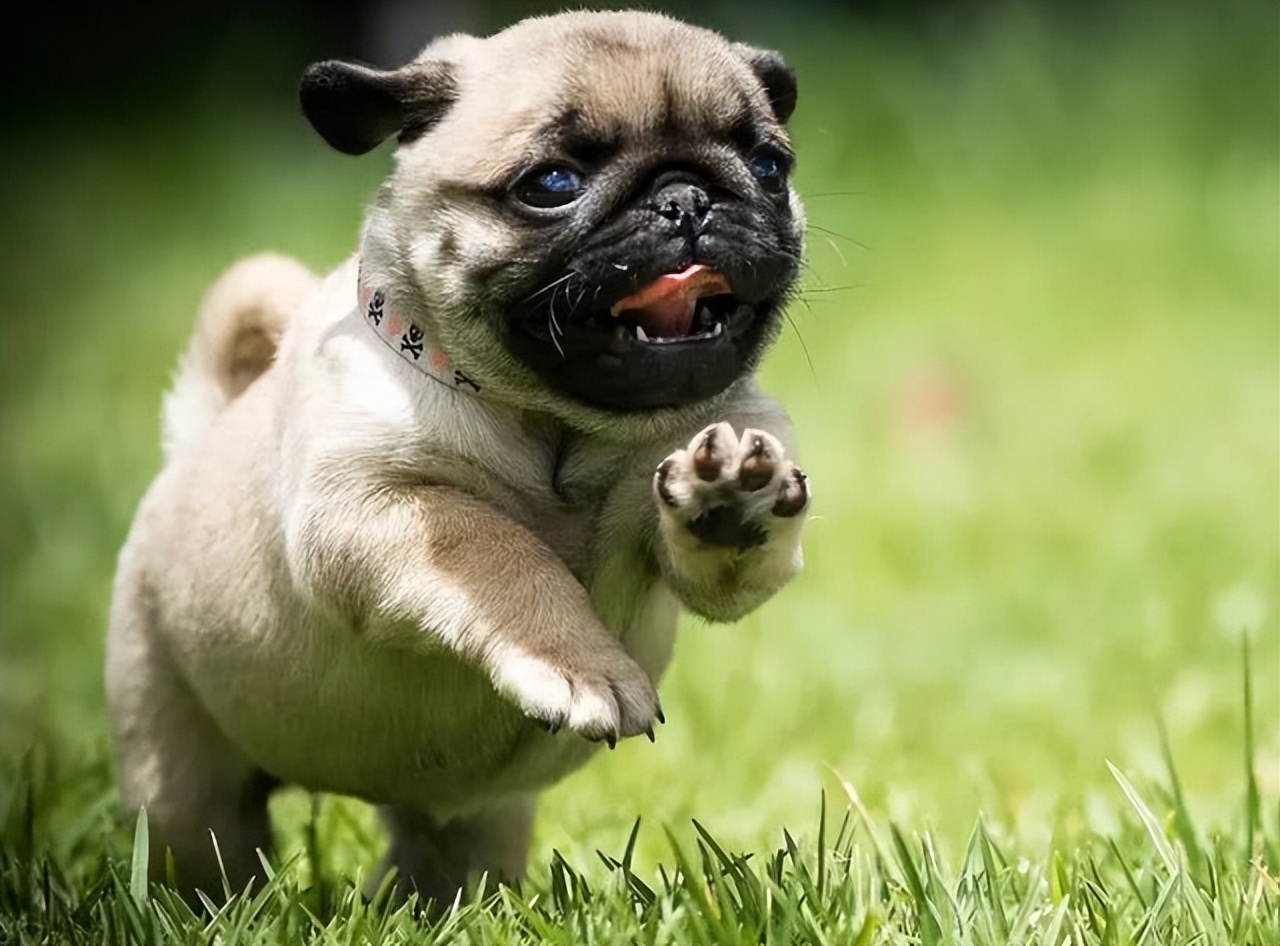 巴哥犬的7大优点,细数巴哥犬的五大缺点