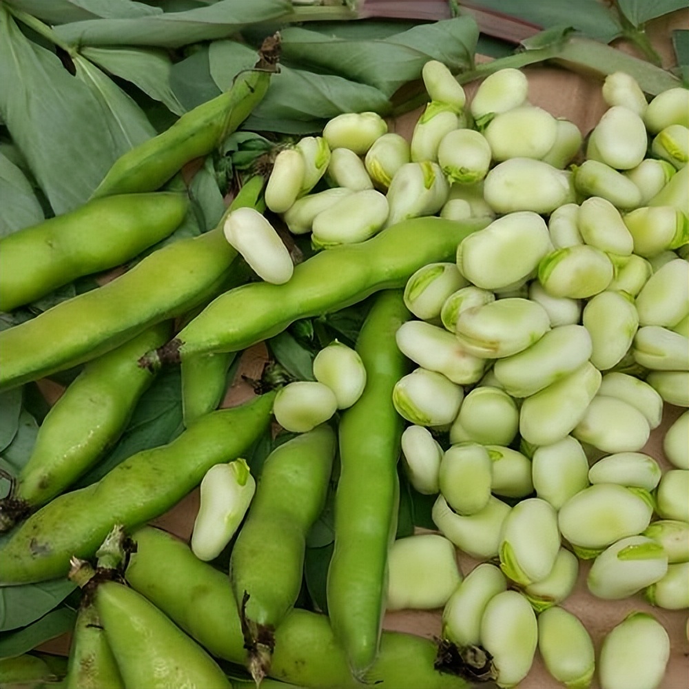 空气分级蚕豆蛋白级分作为颗粒和挤压肉鸡日粮中豆粕的替代品