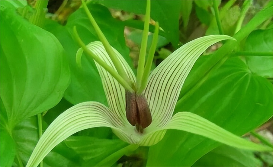 每天学一味中药百部,一味中药百部图片及功效
