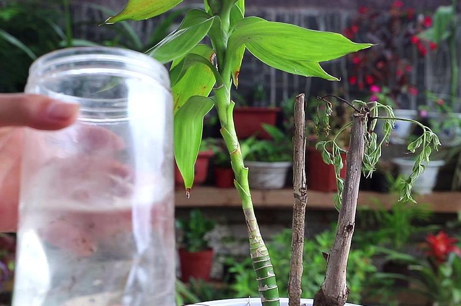 观音竹叶片发黄怎么治,观音竹水培叶尖发黄补救小妙招