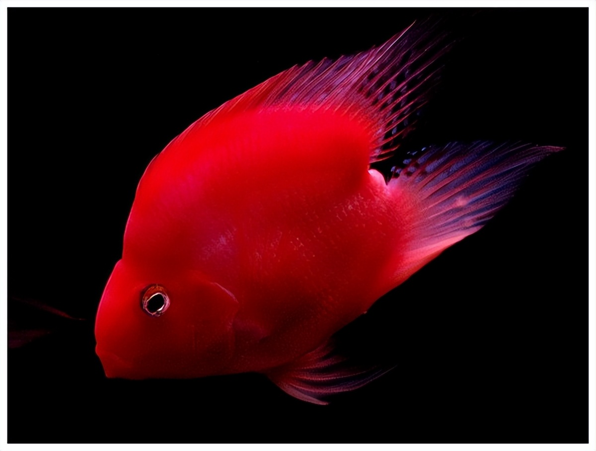 基因缺陷的人造杂交鱼，竟给台湾省赚到20亿外汇？背后真相太残忍