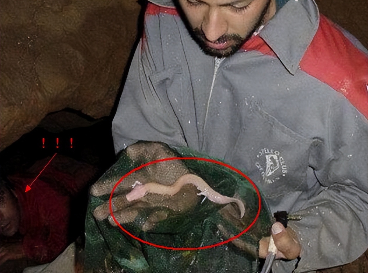 蛟龙的蛟是真的存在的吗,蛟龙发现什么生物