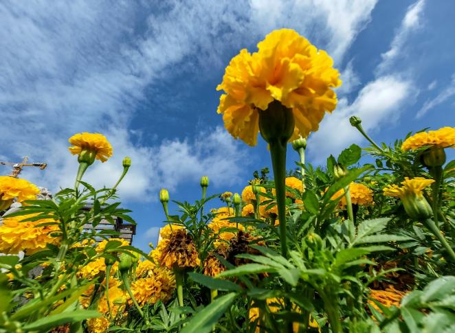 上演青出于蓝的直板手感折叠体验的荣耀MagicV2首销如何呢？